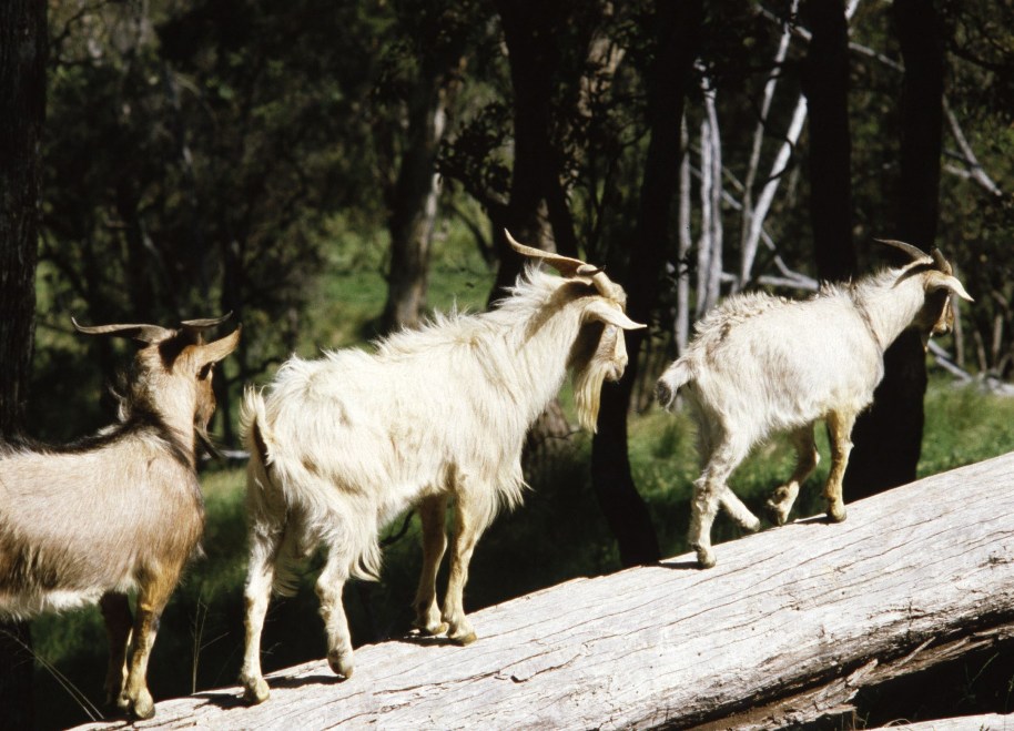 Feral goats walking along a log, source P Fleming Feral goats walking along a log, source P Fleming